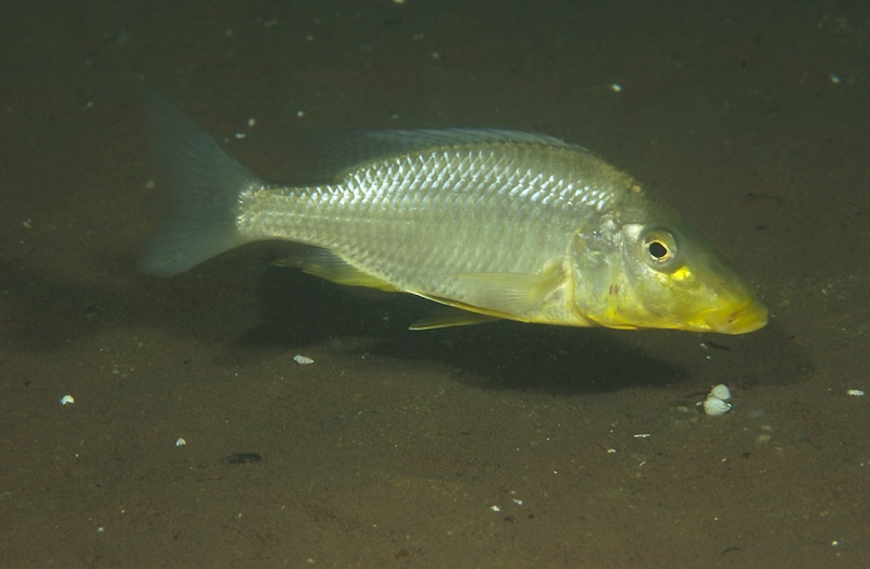 Taeniolethrinops praeorbitalis 'Chembe Beach'